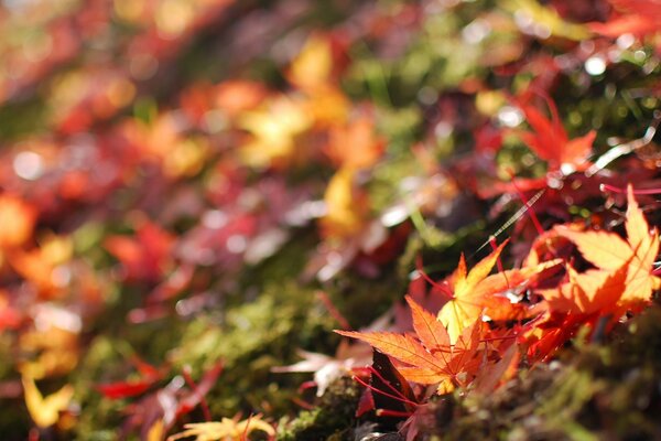 Herbstblätter liegen auf dem Boden