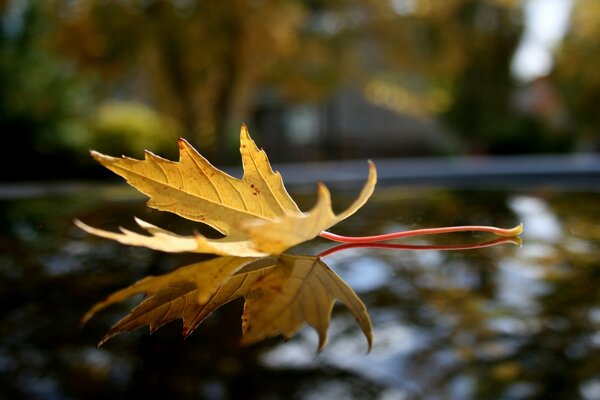 Imagen de una hoja de otoño sobre un fondo borroso