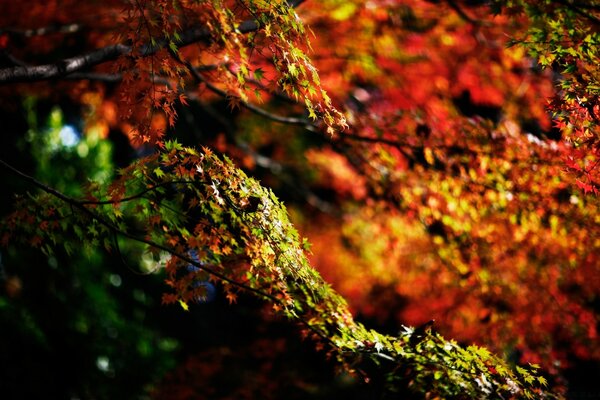 Otoño dorado, hojas coloridas