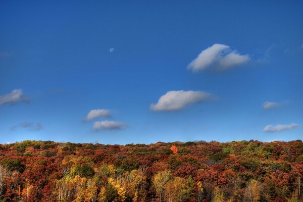 Blauer Himmel über dem Herbstwald