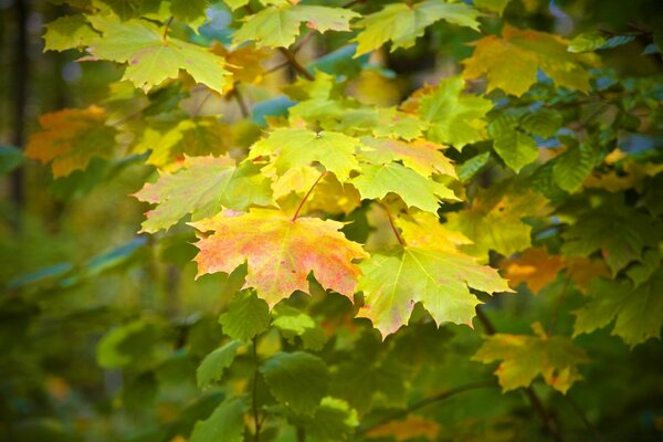 Hermosa naturaleza, hojas de otoño de arce