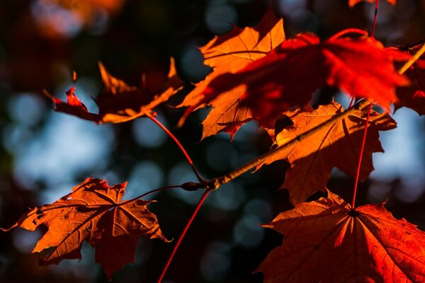 Herbstblätter sind die besten Fotos!