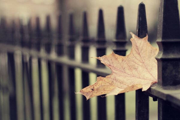 A lone maple leaf stuck on the fence