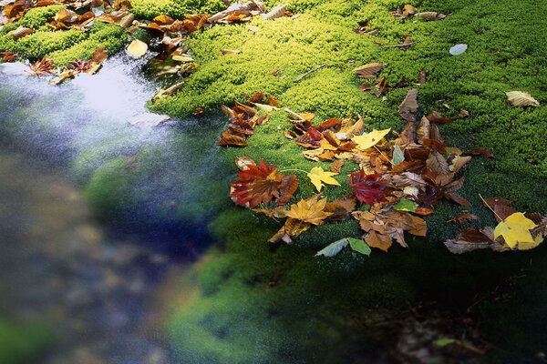 Herbstlaub auf der Wasseroberfläche