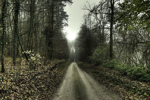 Route dans la forêt sur le paysage d automne