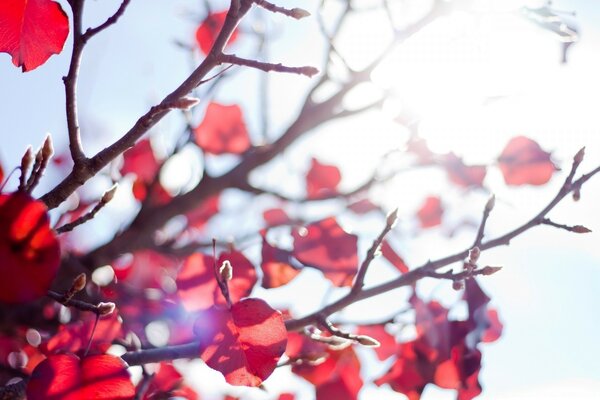 Red leaves on a tree in autumn