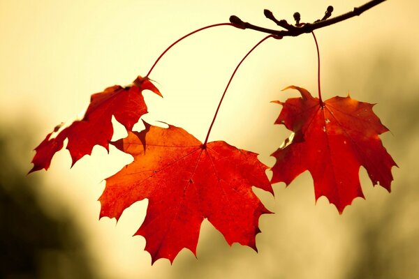 Feuilles de chêne rouge fermer