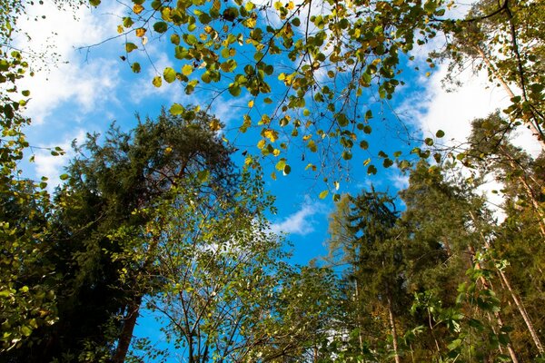 In autumn, there is a smell of wood in nature