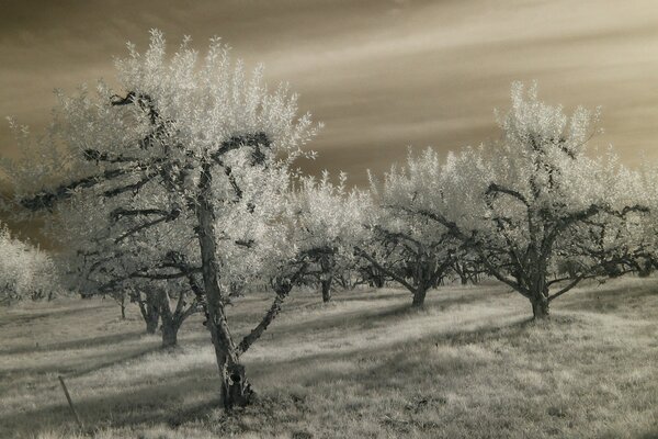 Paysage infrarouge d arbres d automne