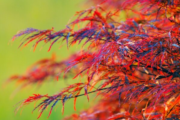 La natura autunnale sorprende con i colori