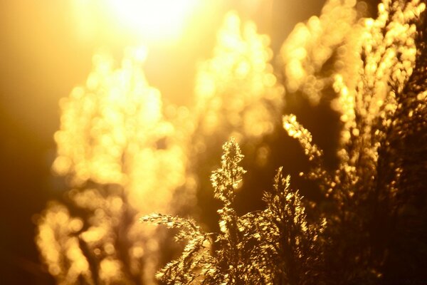 Grashalme vor dem Hintergrund der aufgehenden Sonne