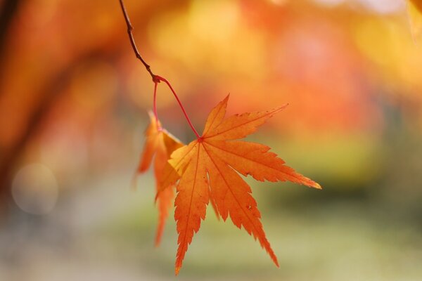 Ahornblatt als Beginn des Herbstes