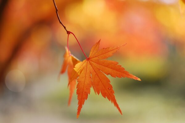 Beautiful nature in the form of an autumn maple leaf