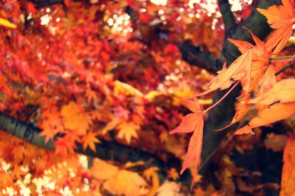 Impresionante otoño y arce