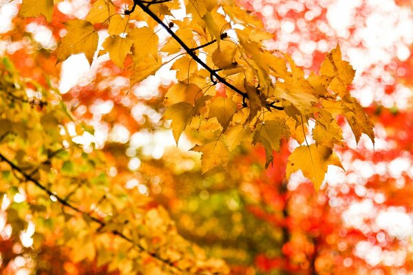 Yellow maple, bottom view