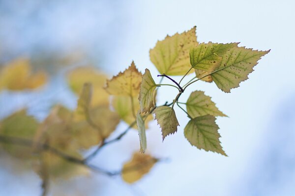 Des dernières forces, les feuilles tiennent la branche