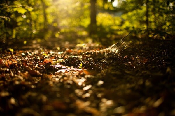 A warm and cozy landscape of the forest preparing for bed