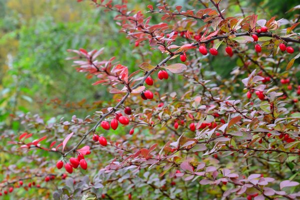 Reife Berberitzenbeeren, die an einem Ast hängen