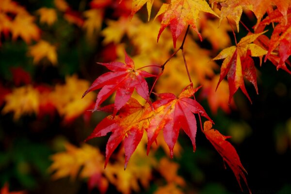 Feuille d érable rouge sur fond flou