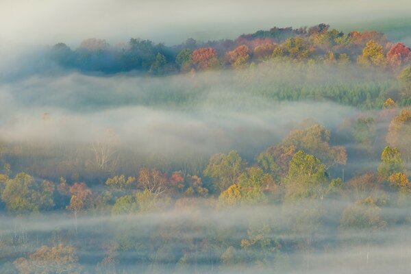 Autumn landscape. A tree in the fog