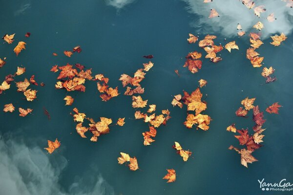 Fallen maple leaves float peacefully