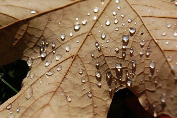 L eau tombe sur une feuille d érable séchée