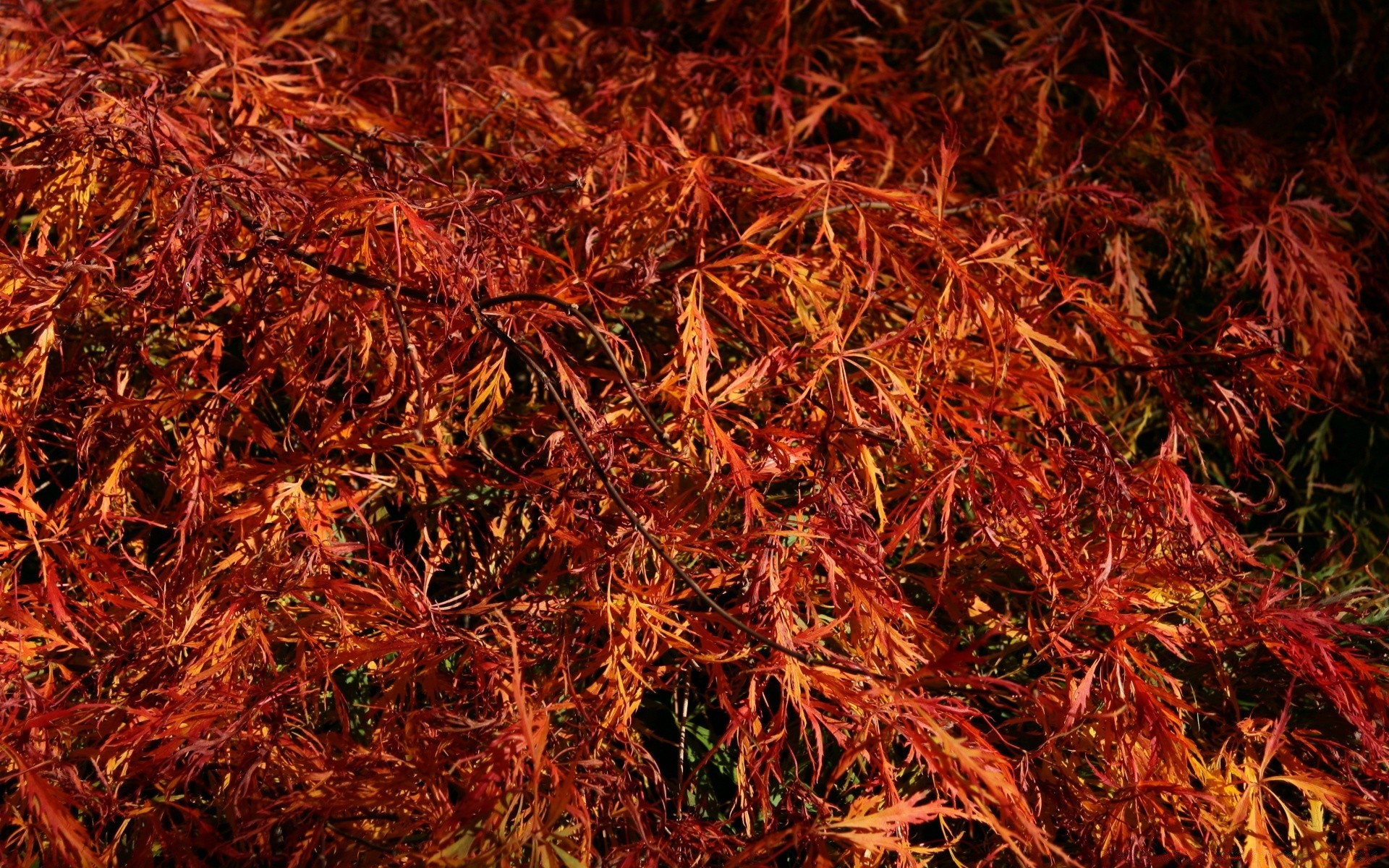 autumn leaf fall desktop texture dry wood color flora abstract season pattern nature maple herb close-up herbal tree