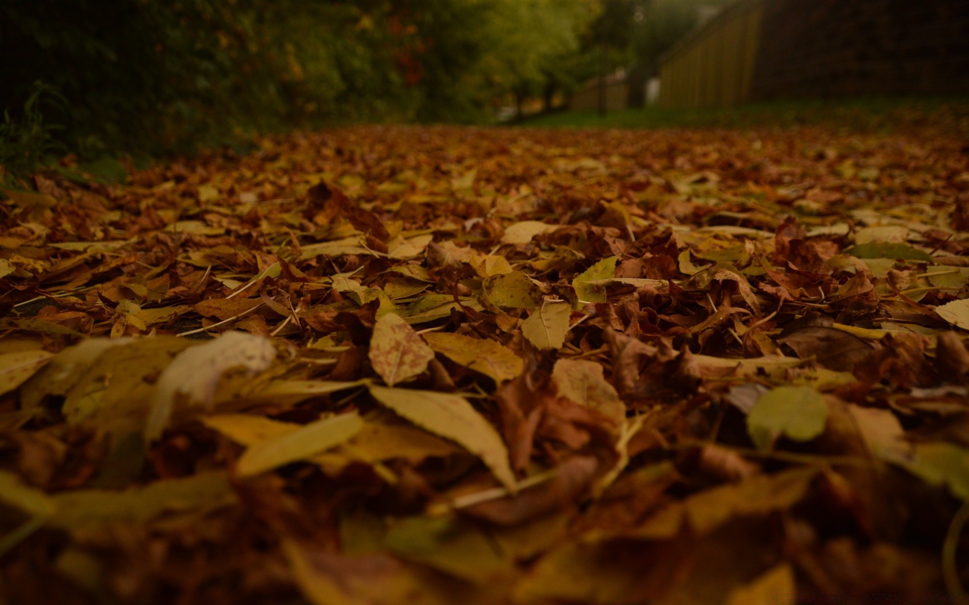 otoño otoño hoja comida escritorio madera textura madera seco color al aire libre tierra