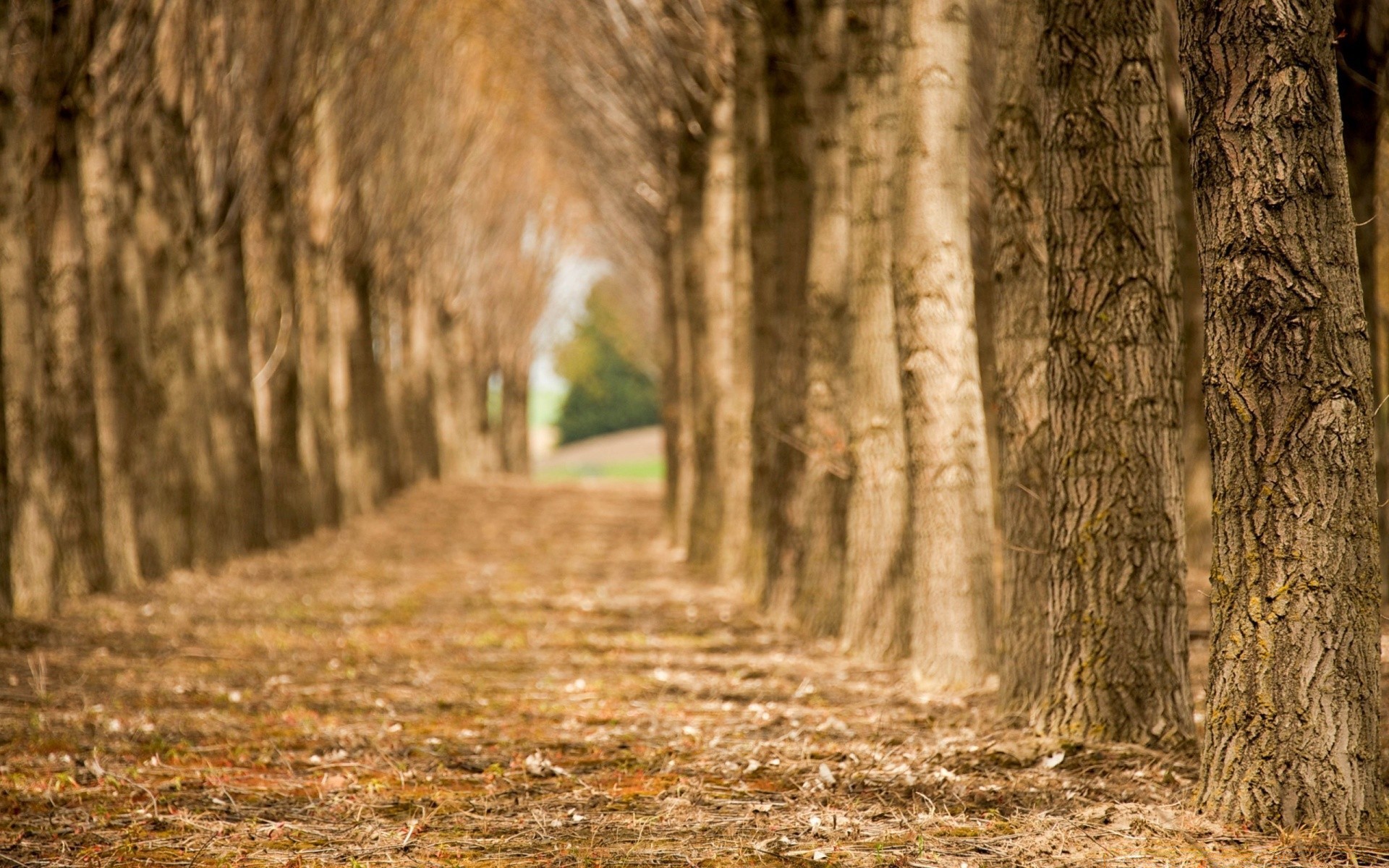 jesień drzewo drewna natura krajobraz jesień na zewnątrz park liść światła przewodnik trunk