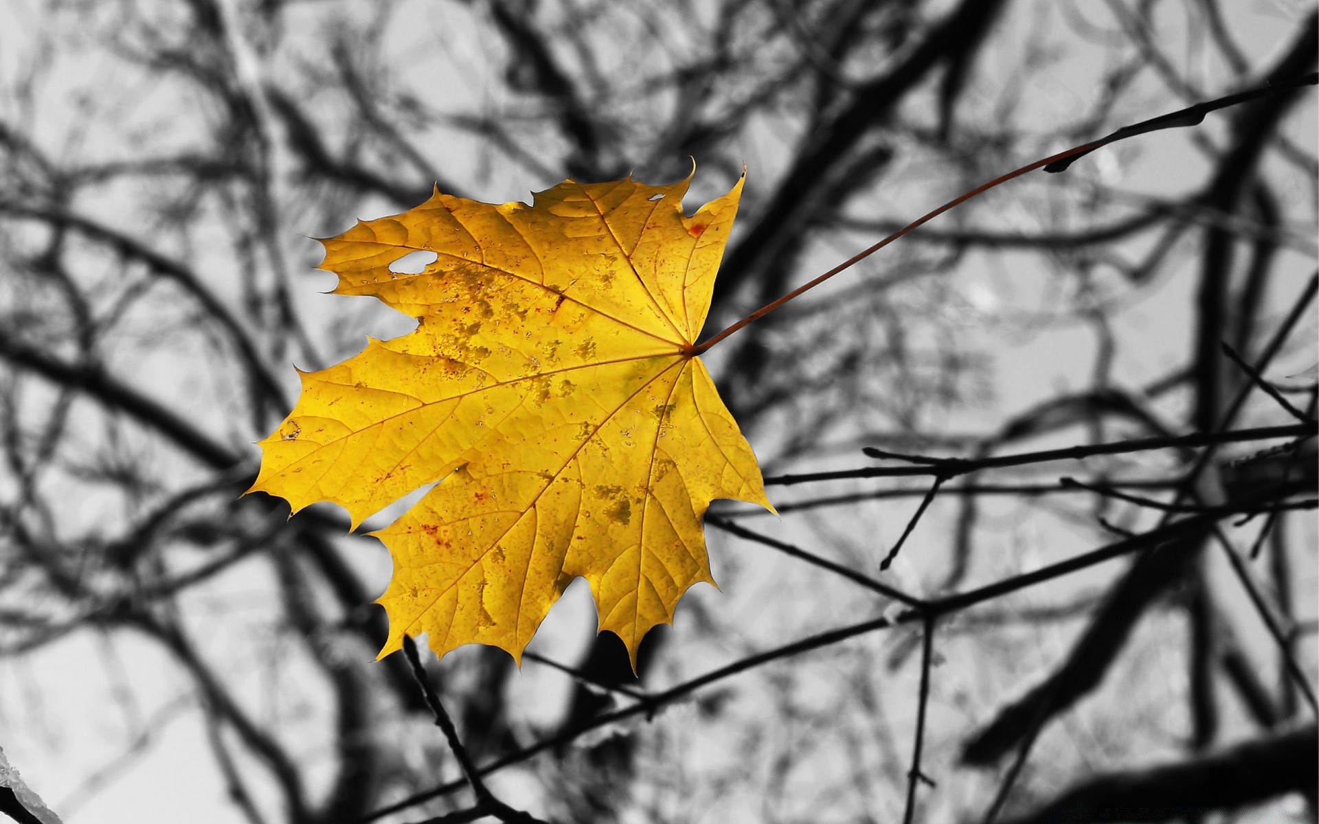 autumn fall leaf nature tree maple wood season bright outdoors branch fair weather park flora color change sun