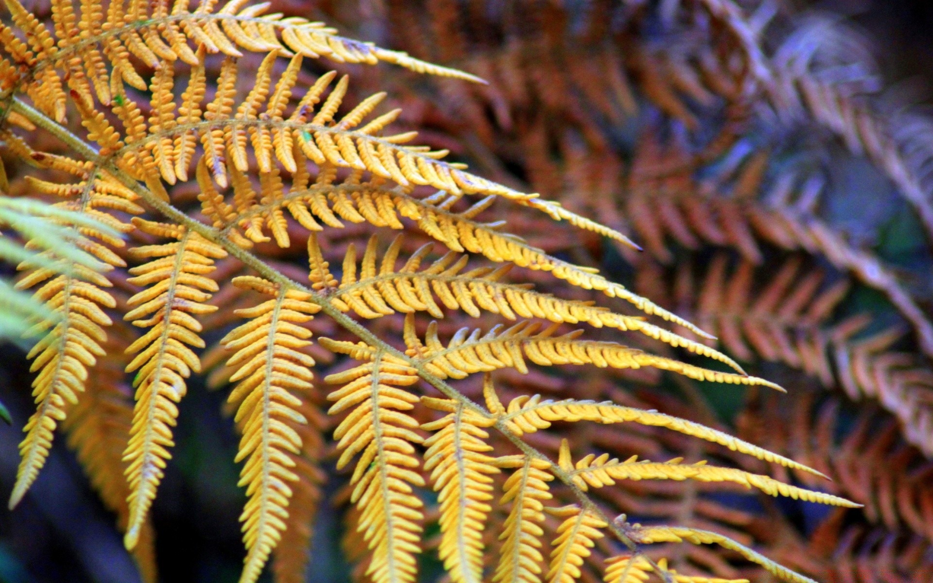 automne fern flore feuille fronde nature modèle bureau à l extérieur bois or gros plan texture cosse