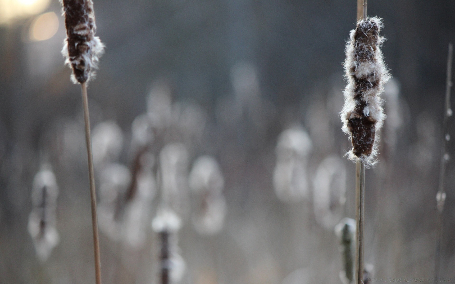 outono geada inverno neve natureza gelo ao ar livre congelado frio ramo estação sincelo flora grama bom tempo flor folha borrão