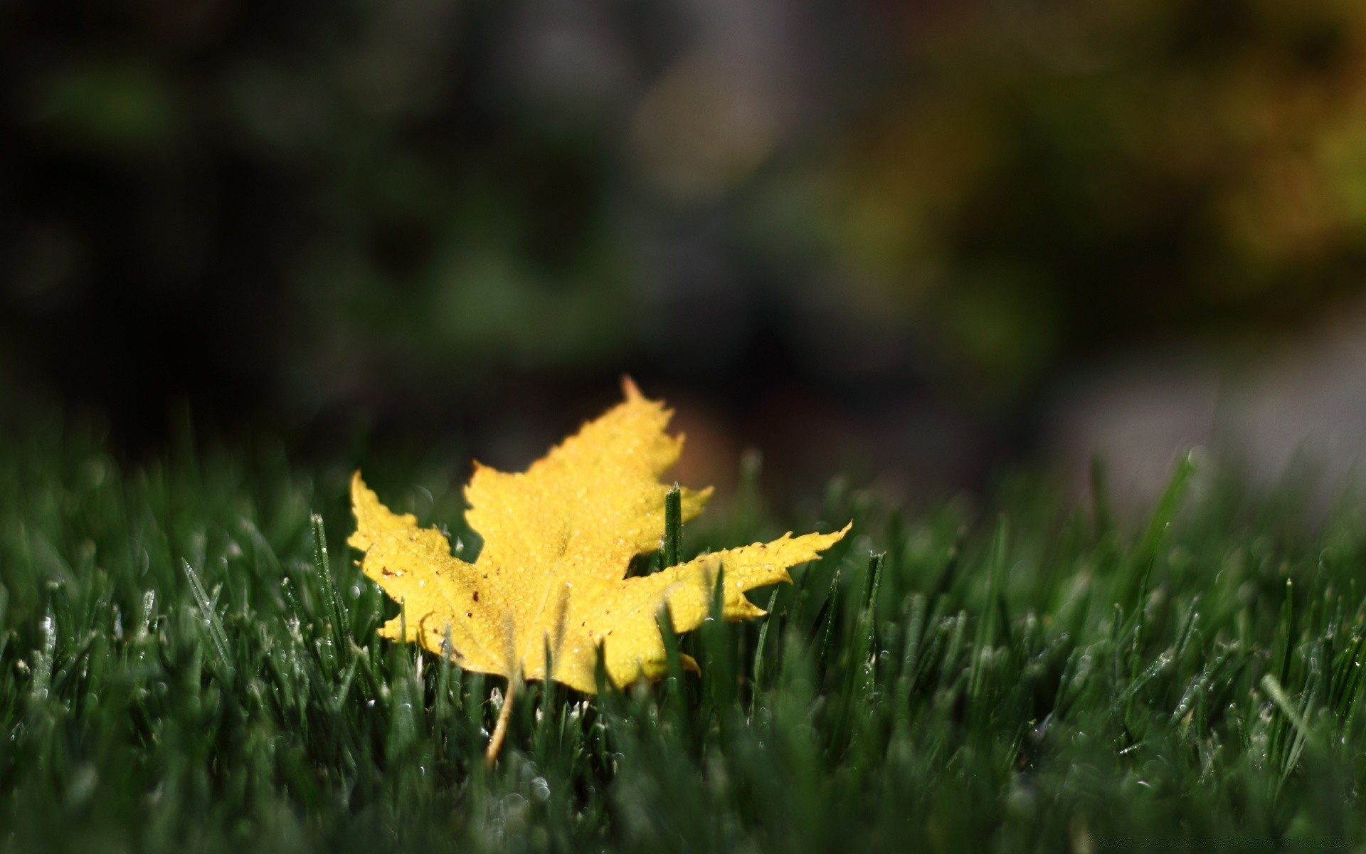 autumn leaf grass nature fall outdoors wood ground flora growth season bright blur fair weather sun summer garden rural lawn