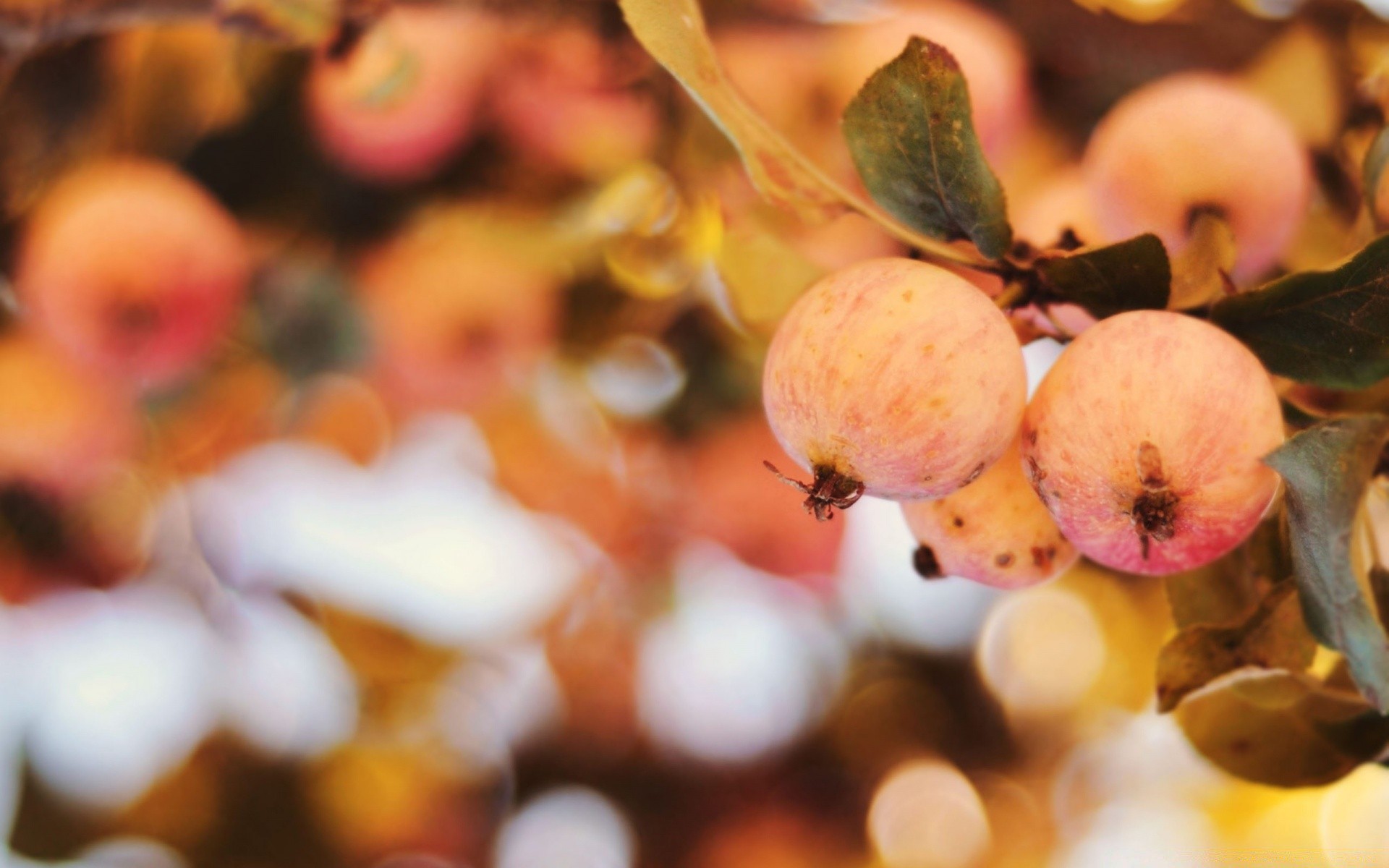 automne automne nature fruits couleur saison feuille alimentaire flou arbre noël pomme bureau bande lumineux confiserie décoration flore