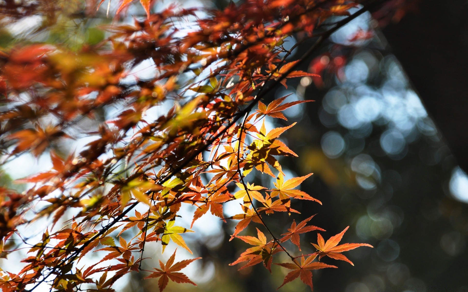 autumn leaf fall tree nature outdoors season branch bright color