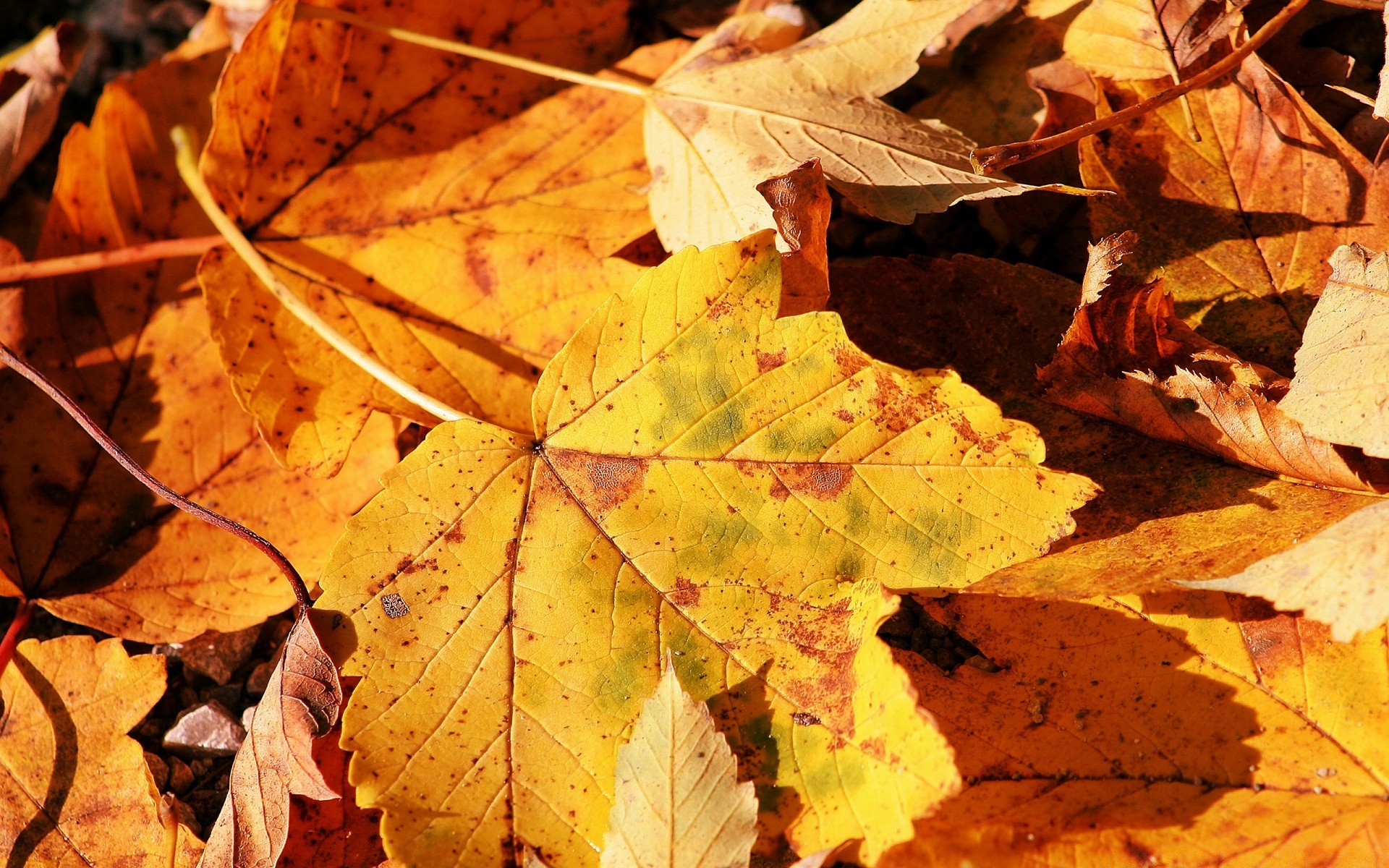 automne automne feuille érable changement saison lumineux flore à l extérieur nature arbre couleur thanksgiving or bois feuille d érable lumineux bureau sec