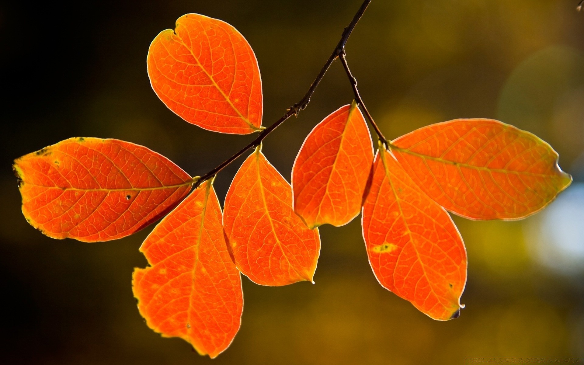 otoño hoja otoño naturaleza brillante flora árbol crecimiento color temporada rama escritorio primer plano al aire libre