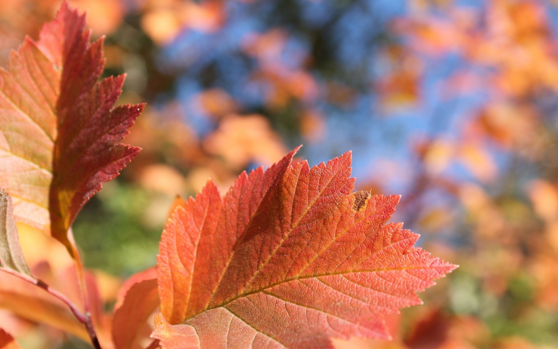 autumn leaf fall nature outdoors bright maple flora fair weather season growth lush color tree wood