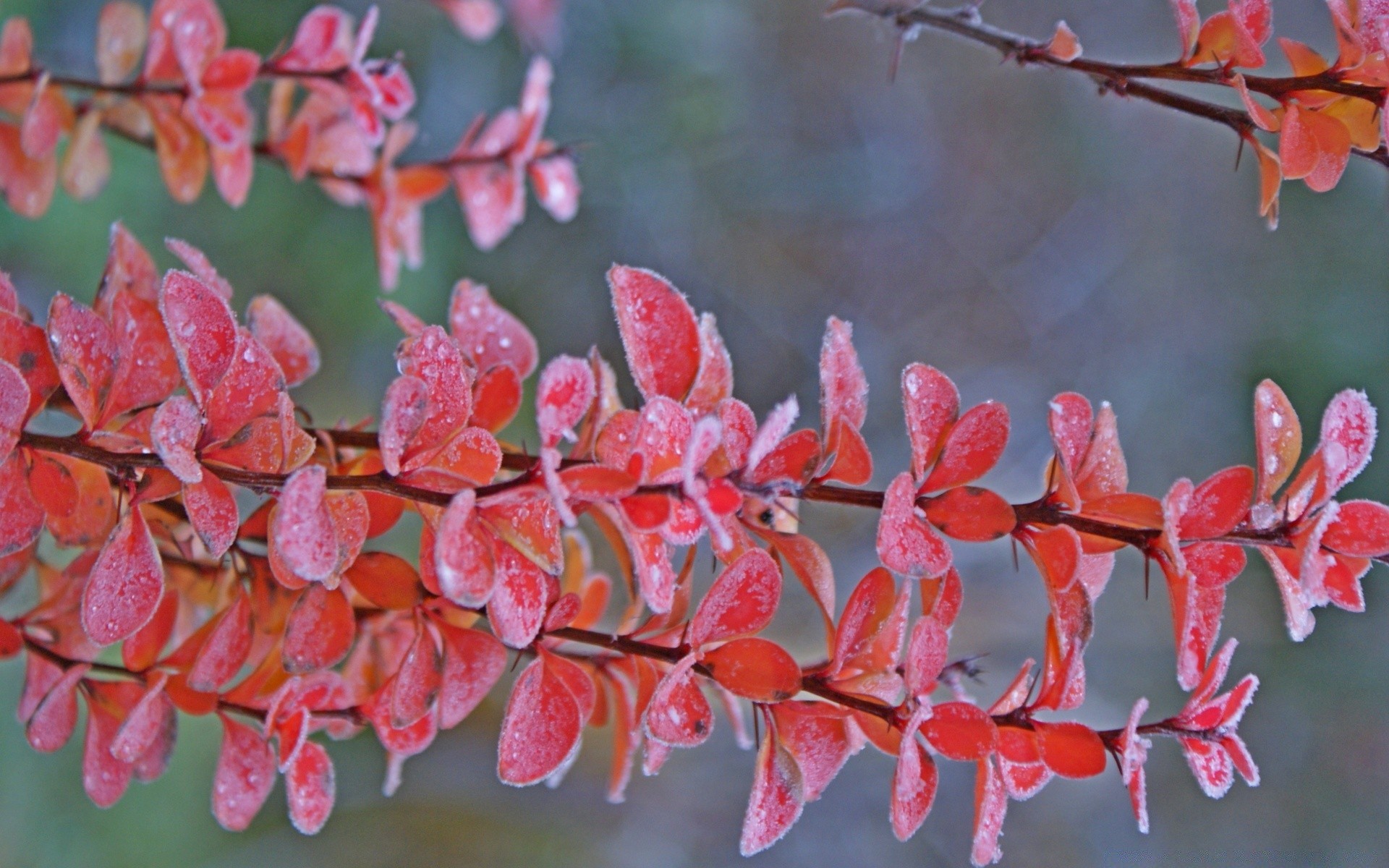 automne flore nature fleur branche feuille jardin arbre saison couleur parc à l extérieur lumineux bureau gros plan arbuste belle floral décoration été