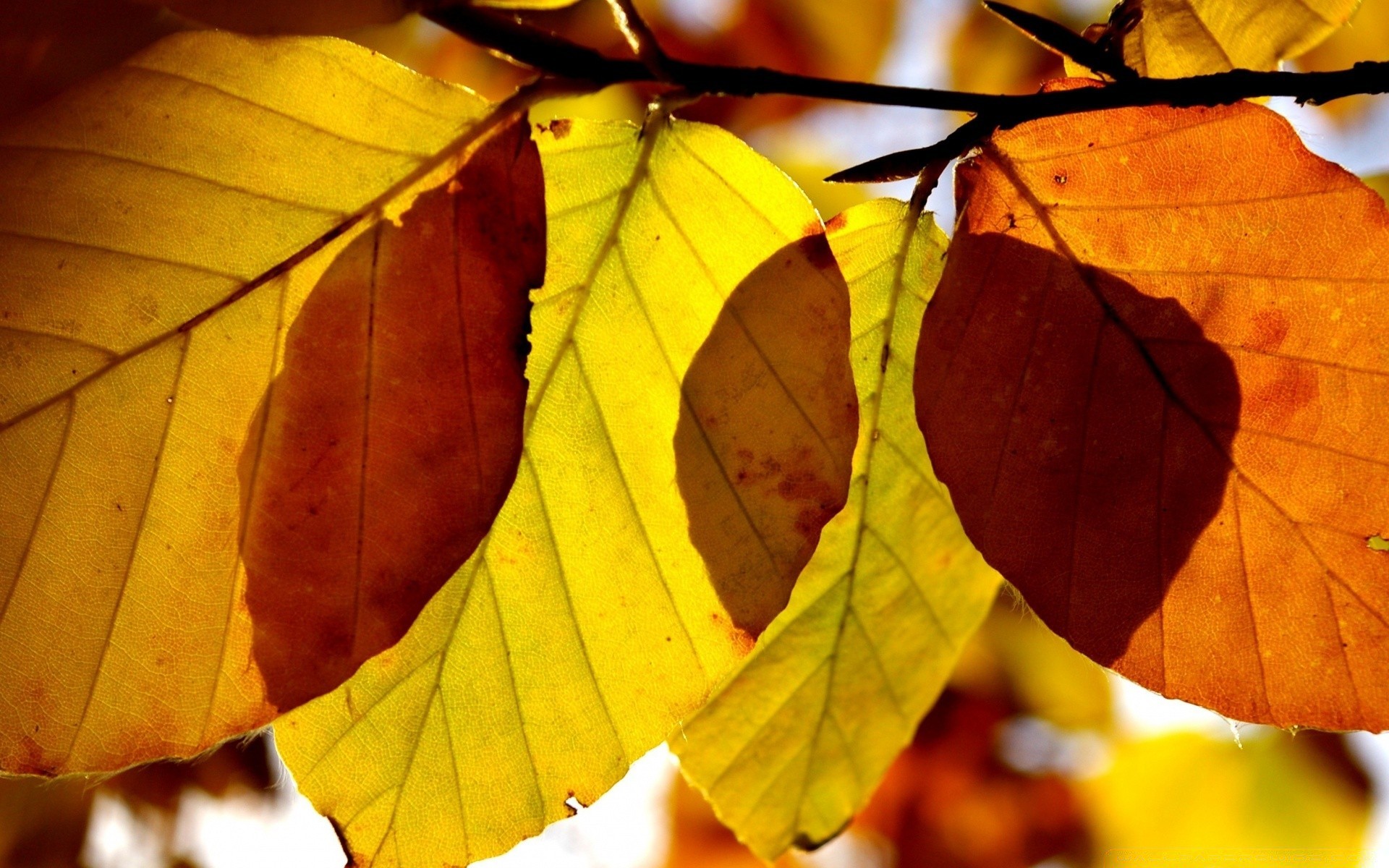 autunno autunno foglia flora natura stagione acero vivid albero crescita di colore vivid ramo close-up outdoor desktop luce vena pioggia parco