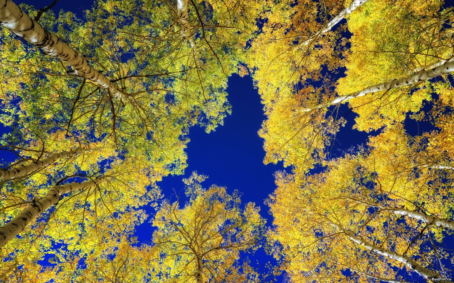 autumn fall leaf tree nature wood season color maple desktop bright branch abstract gold texture outdoors flora change