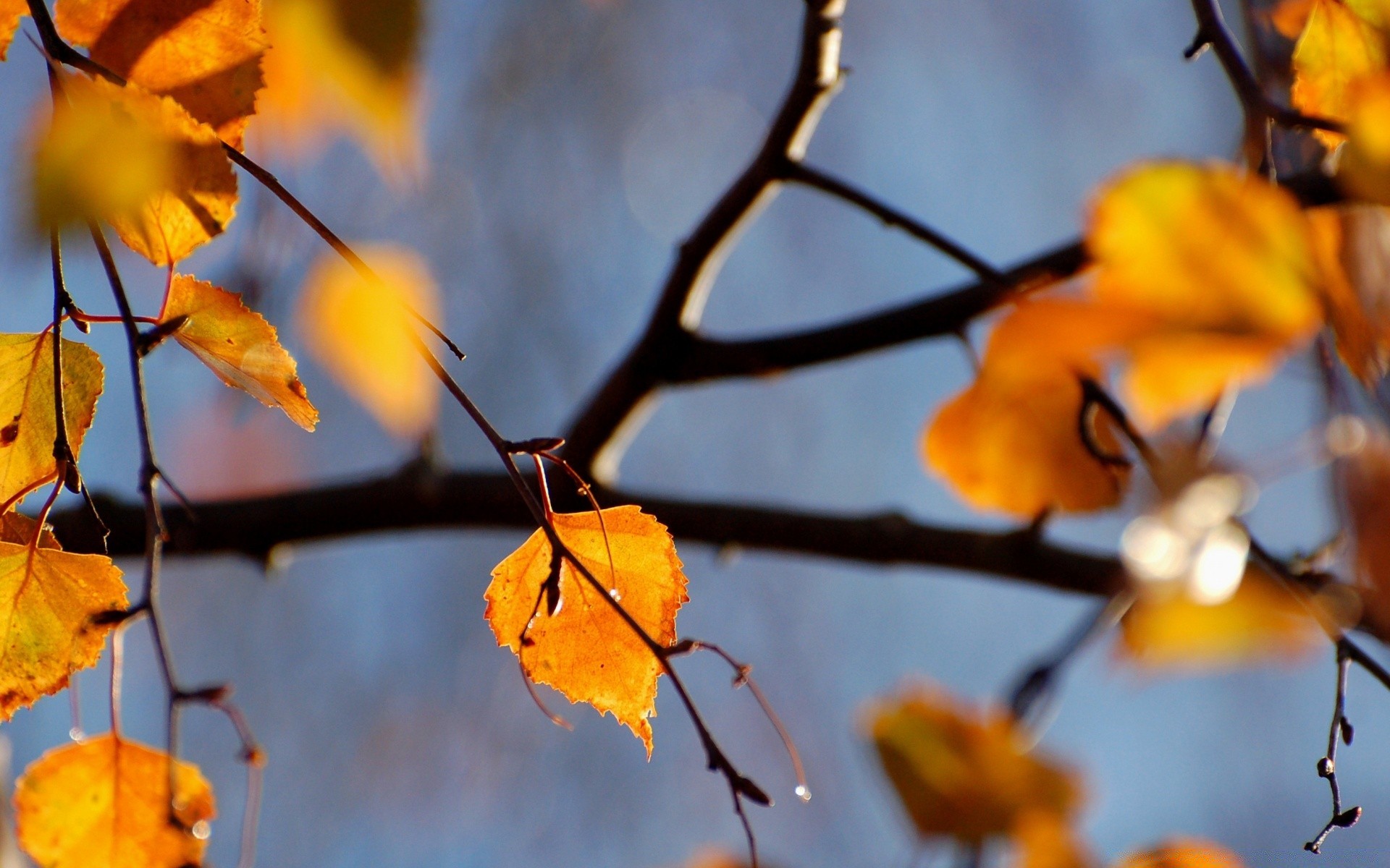 automne feuille automne nature branche fleur flore arbre à l extérieur couleur saison jardin lumineux flou beau temps lumière parc