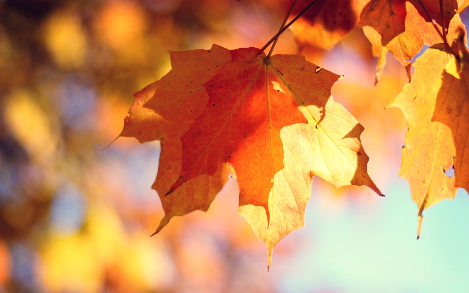 autumn fall leaf maple nature season bright tree flora color outdoors gold branch fair weather change vibrant desktop light wood park