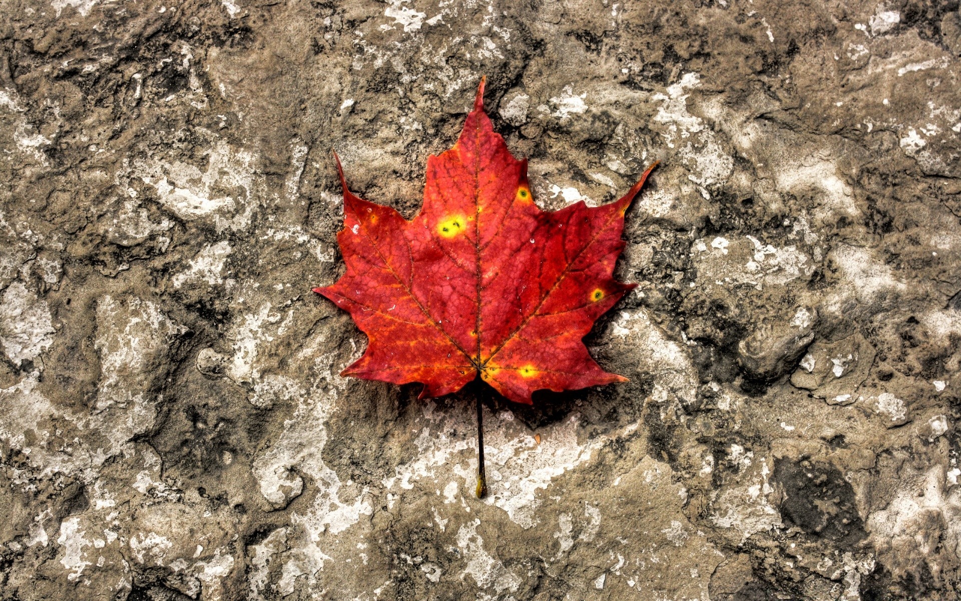 herbst natur blatt im freien herbst erde flora umwelt saison desktop