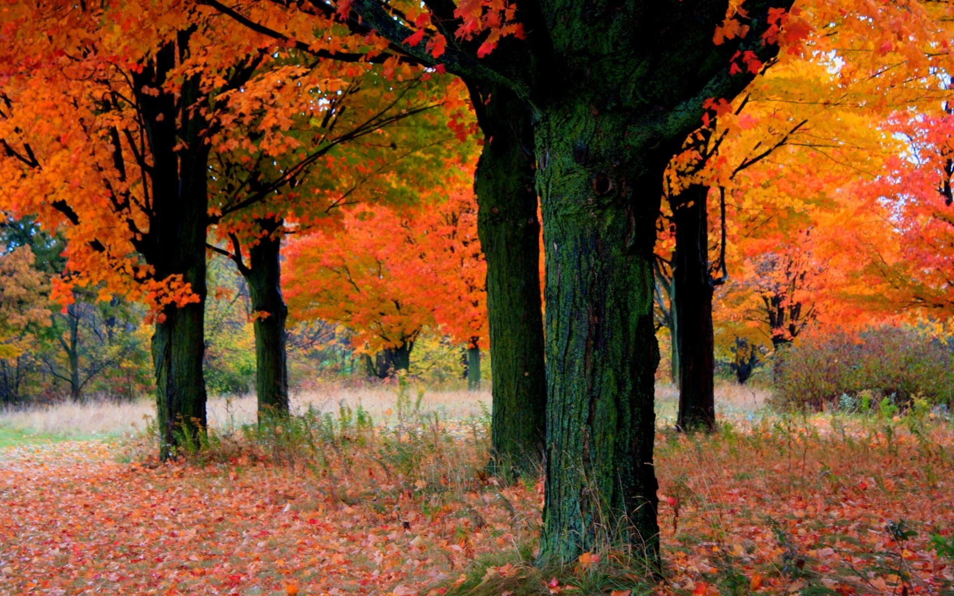 autumn fall leaf tree maple park wood landscape nature season outdoors scenic countryside alley daylight lush