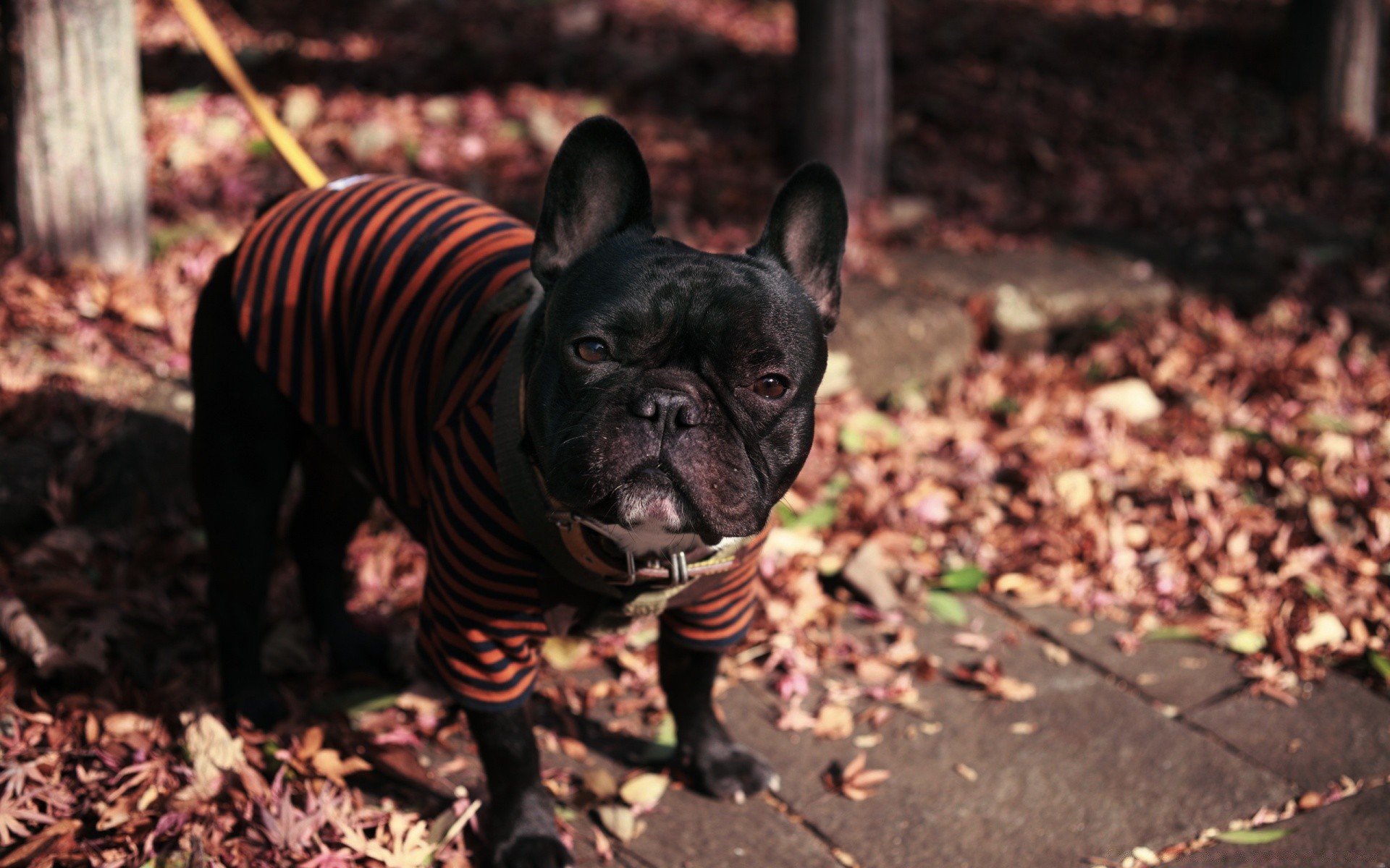 autumn nature portrait outdoors mammal little cute one wood