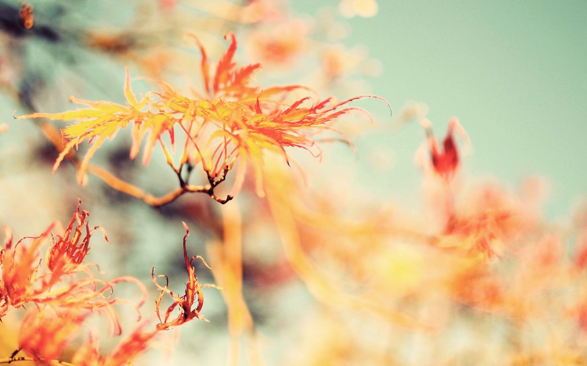 autumn nature leaf flower flora season close-up color fall garden desktop outdoors summer tree bright beautiful