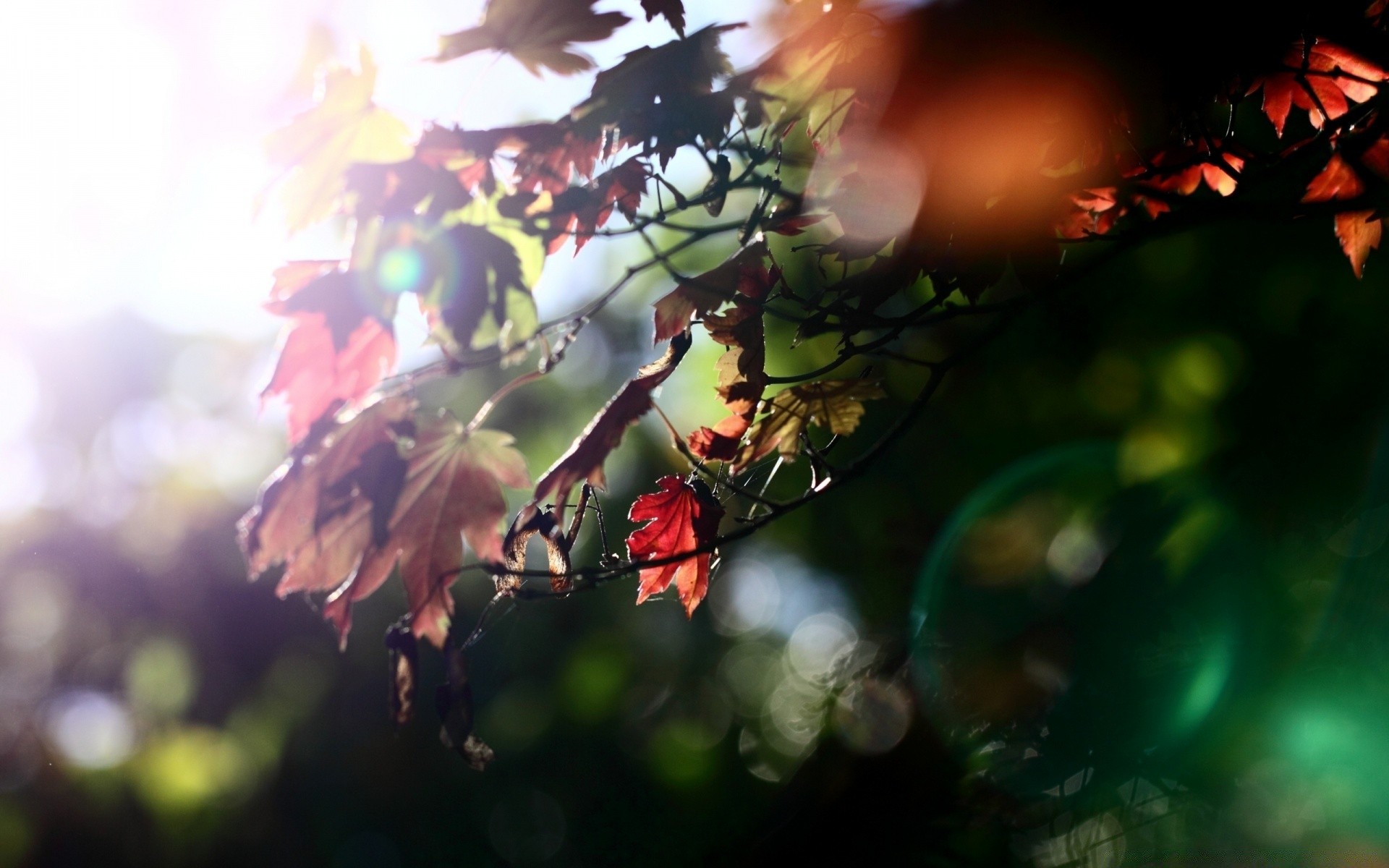 herbst blatt unschärfe sonne licht holz natur gutes wetter herbst blume holz im freien