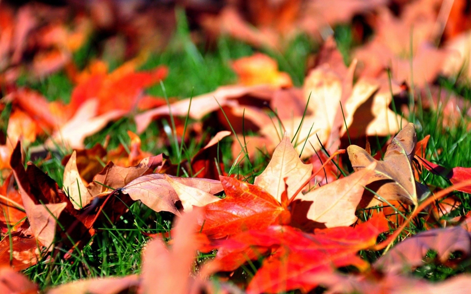 herbst herbst blatt saison ahorn natur baum flora hell farbe park gold im freien gras boden holz schließen veränderung hell