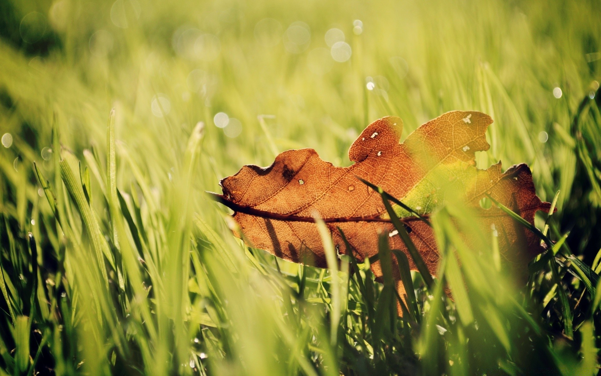 autunno erba natura estate all aperto campo fieno cibo crescita pascolo flora